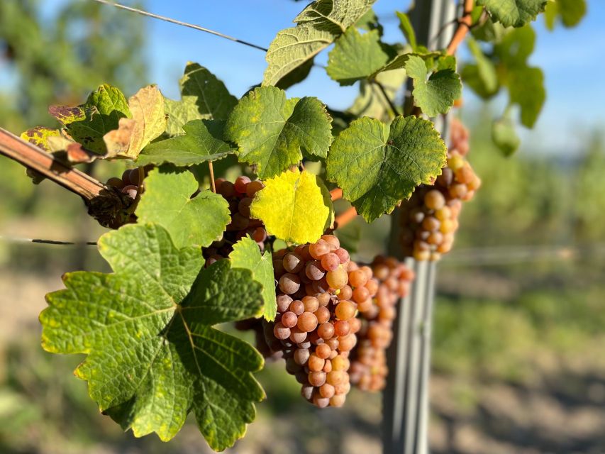 Czech Vineyards and Wine Tasting 4WD Tour with Lunch - The Boutique Winery Experience: Barrels, Photos, and a Real Tasting