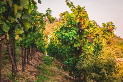 Full Day Private Tour to Kutná Hora with Wine Tasting - Getting There From Prague: Train, Bus, and a Guide Who Keeps It Simple