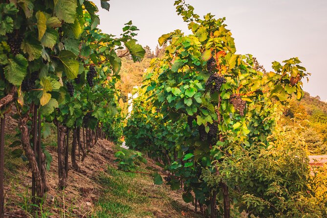 Full Day Private Tour to Kutná Hora with Wine Tasting - Getting There From Prague: Train, Bus, and a Guide Who Keeps It Simple