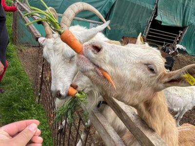 Prague: Bohemian Uplands Garnet Panning&Animal Farm 4WD Tour - How the 4WD small-group format changes the day