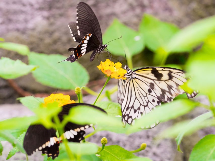 Prague: Papilonia Butterfly House - Comfort level: warmth, crowds, and why the room is not huge
