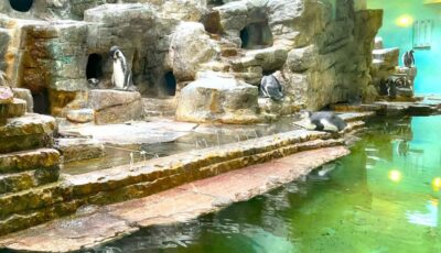 Prague Zoo Online Audio Guide (No ticket) - What you actually pay for: $5 for audio, maps, and direction