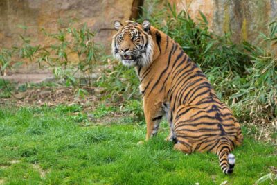 Prague Zoo: Skip-the-Line Entry Ticket - Skip-the-line ticket: where you save time (and where you might not)